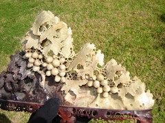 RARE ANTIQUE CARVED SOAPSTONE GRAPES & LEAVES DETAIL = (Watch The Video )