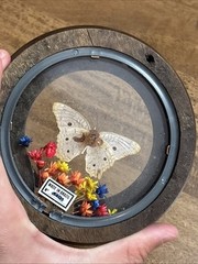 Wood Round Frame Butterfly Dried Flower Glass Gallery Wall Art VTG Brazil