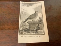 S/6 Small French Lithographs Birds Circa 18th Century