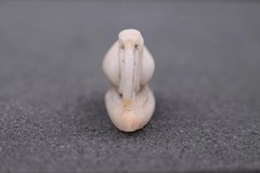 Rare Jasper God Thoth Amulet : Authentic Ancient Egyptian Artifact 2355 BC