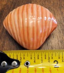 Painted Sea Shells 2 to 3 Inches Ceramic Ocean Beach Decor Set Of 8 with Crate B