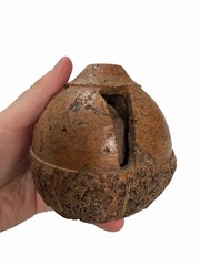 Vintage Brazil Nut Pod Folk Art Shaker Rattle Ornament 1940