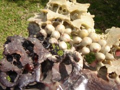 RARE ANTIQUE CARVED SOAPSTONE GRAPES & LEAVES DETAIL = (Watch The Video )