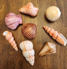 Painted Sea Shells 2 to 3 Inches Ceramic Ocean Beach Decor Set Of 8 with Crate A