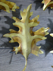 VTG Home Interiors Homco Brass Oak Leaves Metal Hanging Wall Decor Set of 4
