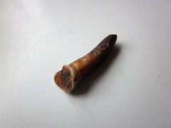 Rare Ancient Viking small Amulet Pendant baby Wolf Tooth IX – X AD.