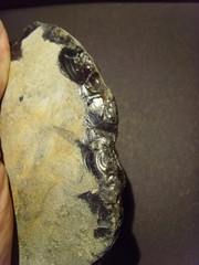 Lower Paleolithic – Large Acheulean ovate scraper. c.450,000 BP.