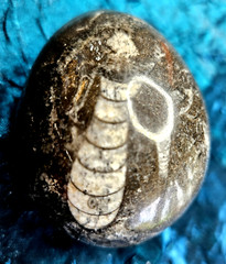 Fossil Egg Shape Polished Stone with Several Unknown Fossils Imbedded