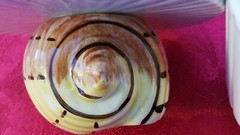 VINTAGE 1975 Fitz & Floyd Shell Pattern Round Trinket Box Seashell Lid Ceramic