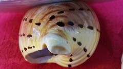 VINTAGE 1975 Fitz & Floyd Shell Pattern Round Trinket Box Seashell Lid Ceramic
