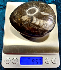 Fossil Egg Shape Polished Stone with Several Unknown Fossils Imbedded