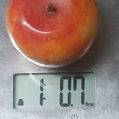 Antique Italian? Alabaster Stone Fruit Marble Red Yellow Apple Great Wood Stem