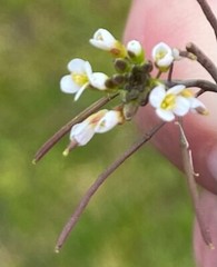 Arabidopsis thaliana – 50 seeds – Model organism for genetic studies