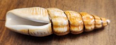 Painted Sea Shells 2 to 3 Inches Ceramic Ocean Beach Decor Set Of 8 with Crate B
