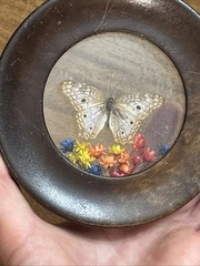 Wood Round Frame Butterfly Dried Flower Glass Gallery Wall Art VTG Brazil