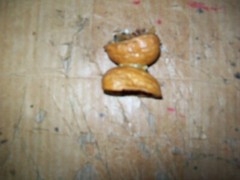 Vintage Unbranded Mouse In A Walnut Shell Decoration 1-3/4″ Tall