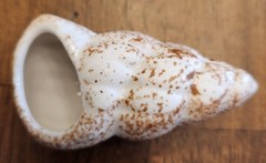 Painted Sea Shells 2 to 3 Inches Ceramic Ocean Beach Decor Set Of 8 with Crate B