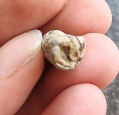 Roman Lead Rolled Curse / Wish Metal Detecting Find Antique