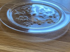 Antique LALIQUE – ‘Muguet’ – Frosted & Clear Crystal Plate – France 20th Century