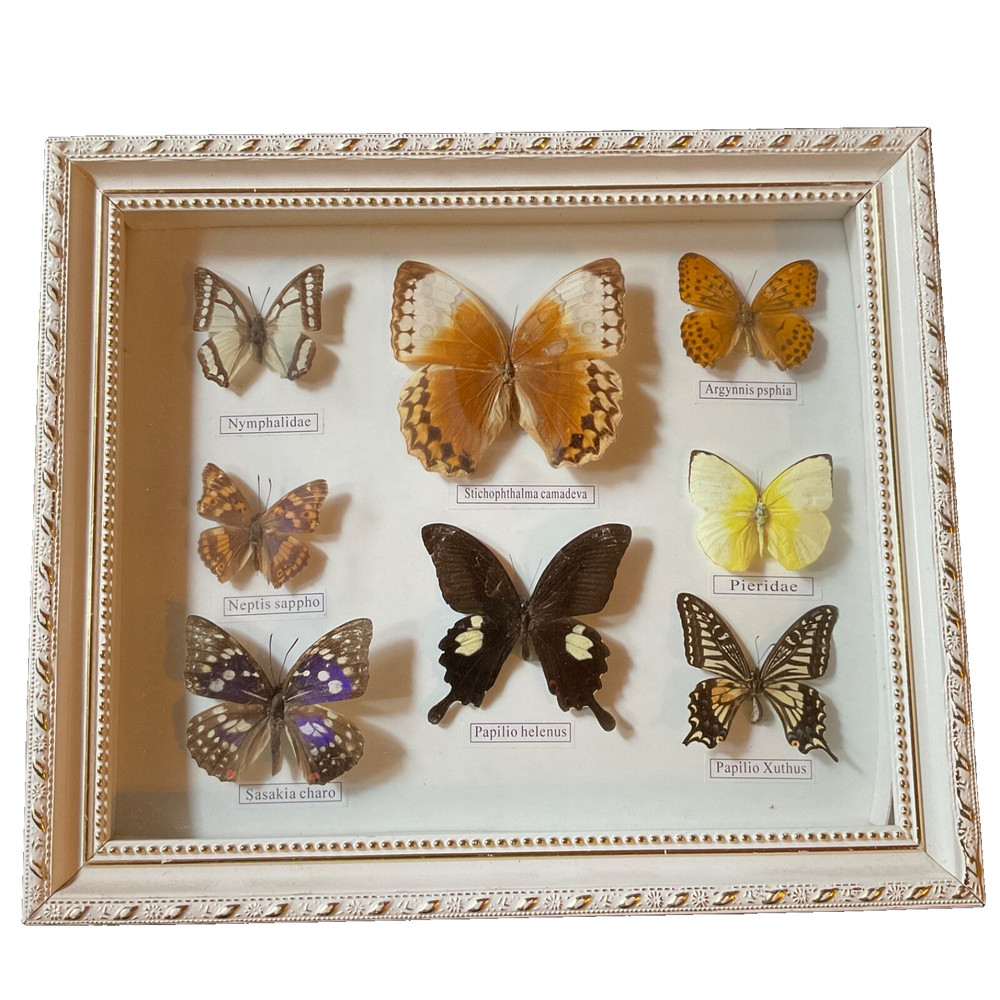 Vintage framed butterflies wall art home decor shadow box wall art display