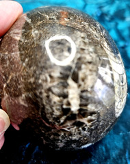 Fossil Egg Shape Polished Stone with Several Unknown Fossils Imbedded