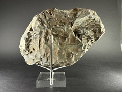 ANCIENT ASSYYRIAN BLACK STONE FRAGMENT DEPICTING KING RULER – CIRCA 3000 BCE