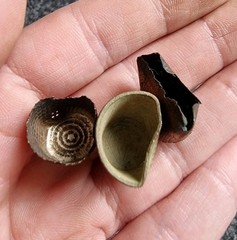 Thimbles Post Medieval Metal Detector Finds Antique 18x20mm 17x18mm 12x15mm (75)