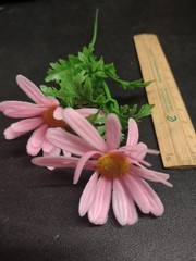 12 Stems Genuine 1960s Vintage Plastic Flowers – Marguerite Daisy 8 inches by 2″