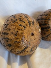 PAIR Vintage NATURAL Full Brazil Nut Pods Home Decor Unique
