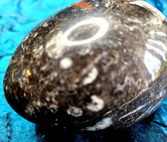 Fossil Egg Shape Polished Stone with Several Unknown Fossils Imbedded