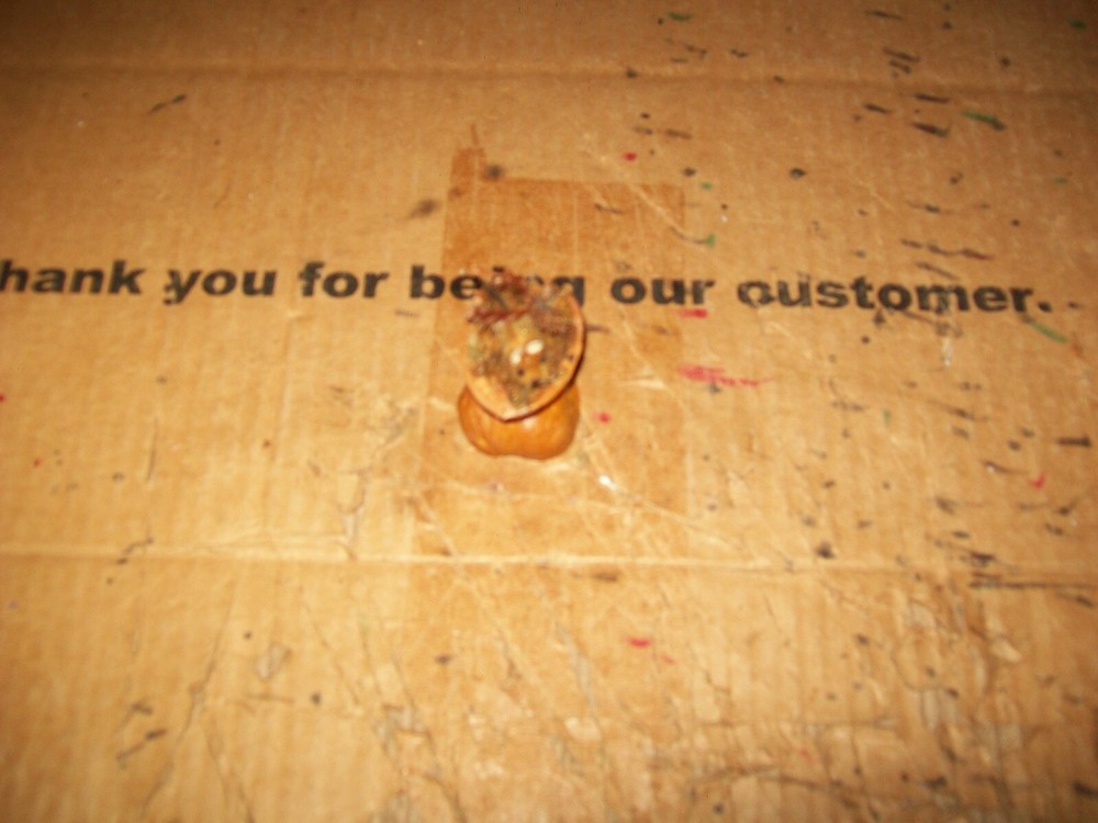 Vintage Unbranded Mouse In A Walnut Shell Decoration 1-3/4″ Tall