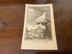 S/6 Small French Lithographs Birds Circa 18th Century