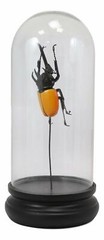 Entomology 3 Horned Rhino Beetle Faux Taxidermy Sculpture in Glass Dome Cloche